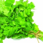 Coriander